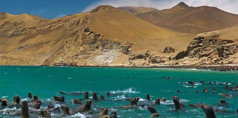 Full Day Ballestas Islands and the Paracas National Reserve - Full Day Ballestas Islands and the Paracas National Reserve: A Practical Guide for Curious Travelers