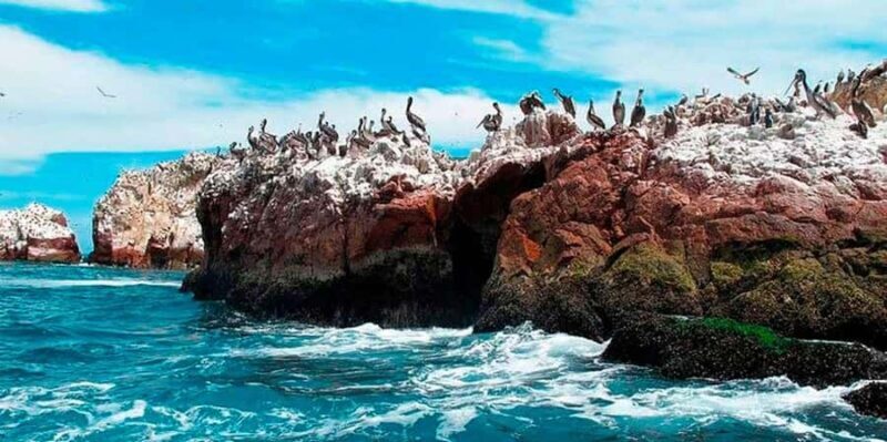 Full Day Ballestas Islands and the Paracas National Reserve - Key Points
