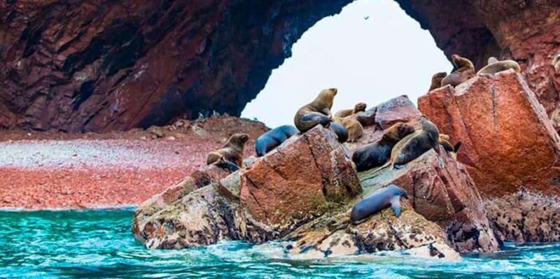 Full Day Ballestas Islands and the Paracas National Reserve - What Makes This Tour Stand Out