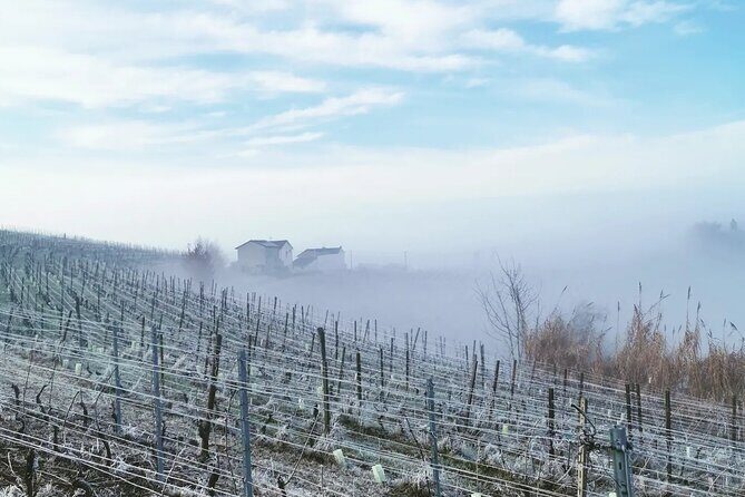 Full day Barolo&Barbaresco Wine Tour from Milano with a local winemaker - FAQ