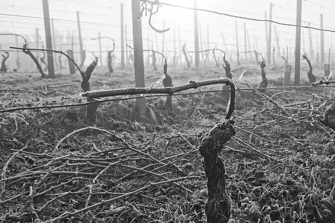 Full day Barolo&Barbaresco Wine Tour from Milano with a local winemaker - Final Thoughts