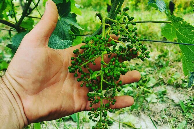Full day Barolo&Barbaresco Wine Tour from Torino with a local winemaker - The Value of a Guided Wine Day in Piemonte