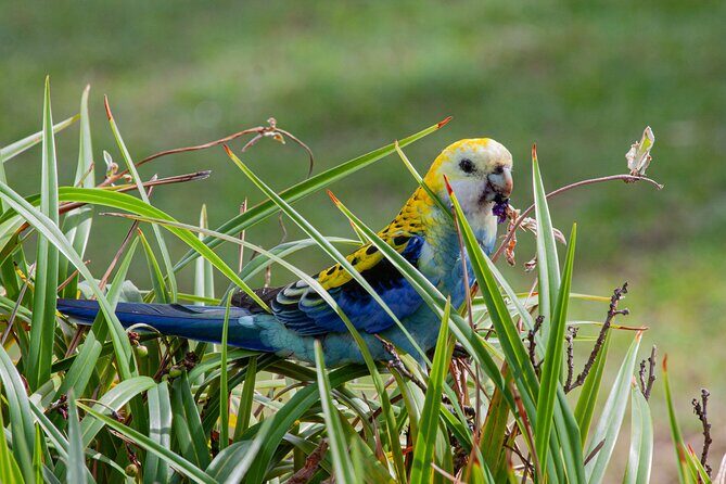 Full Day Birdlife Tour in Bribie Island - The Sum Up: Who Will Love This Tour?