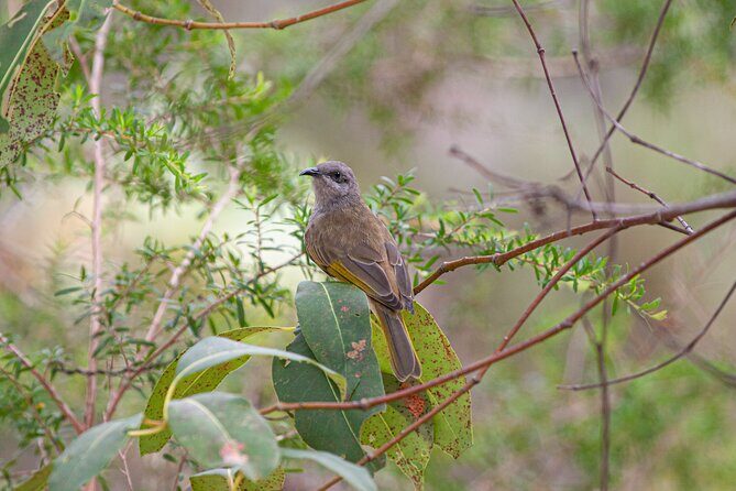 Full Day Birdlife Tour in Bribie Island - FAQ