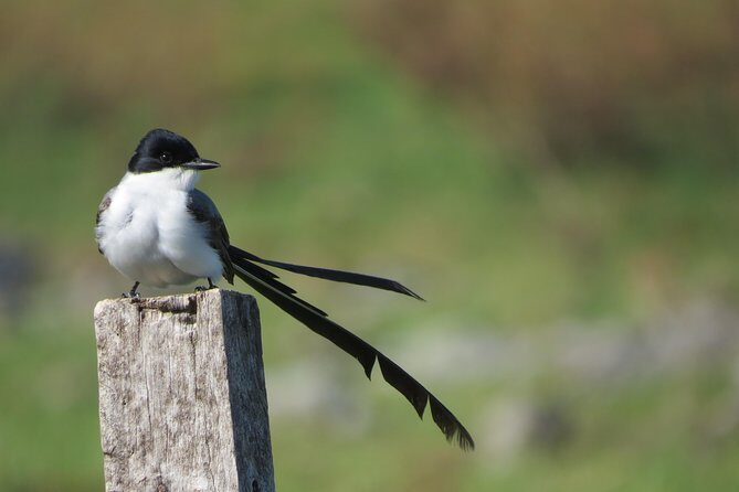 Full Day Birdwatching and Nature Tour - What to Expect on Your Birdwatching and Nature Day
