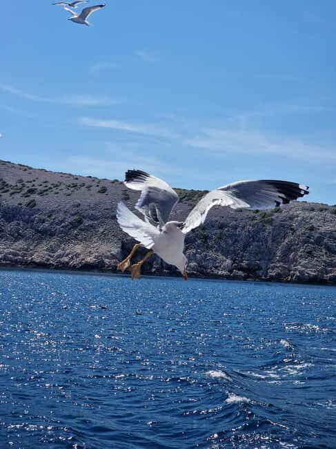 Full day boat-trip Medulin, blue Cave, Cres + dolphin search - What the Reviews Say