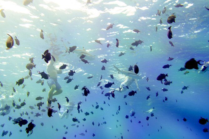 Full-Day Bora Bora Lagoon Cruise Including Snorkeling with Sharks and Stingrays - Considerations for Travelers