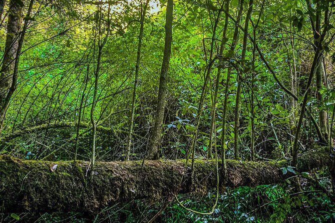 Full Day Bromeliad Forest Tour from Oaxaca - Exploring Oaxaca’s Natural and Cultural Treasures: The Full Day Bromeliad Forest Tour