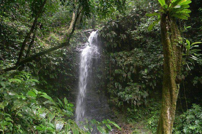 Full-Day Brownsberg Nature Park Tour - Key Points