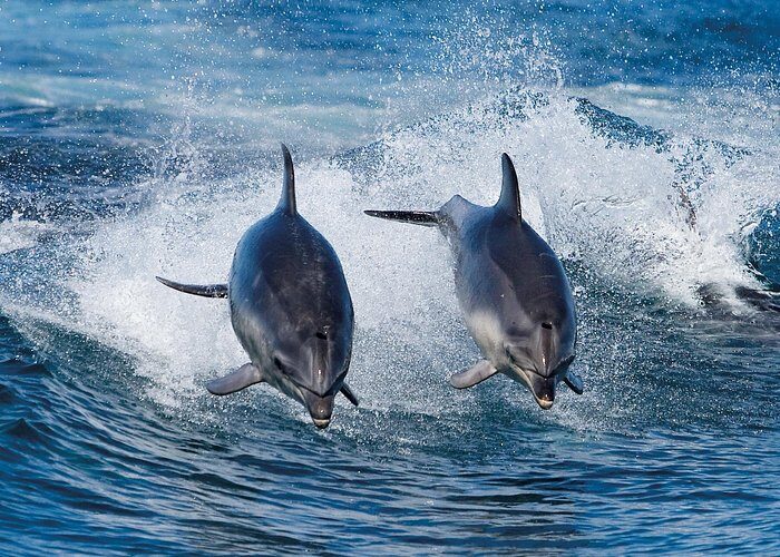 Full-Day Bruny Island Cruises Day Tour from Hobart - Final Thoughts