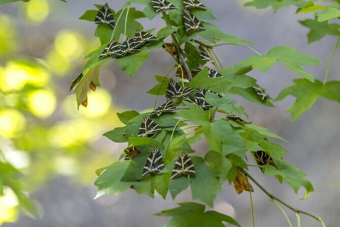 Full Day Butterflies and Boat Tour to Chalki Island - Frequently Asked Questions