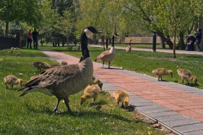 Full Day Calgary City Tour, Calgary Tower, Zoo, & More - Who Is This Tour Best For?