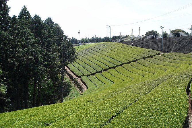 Full-day Cameron Highlands & Batu Caves Tour from Kuala Lumpur - Key Points