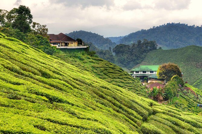 Full-day Cameron Highlands Day Trip from Kuala Lumpur - Practical Insights: What to Know Before You Go