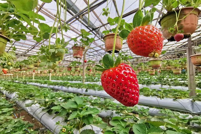 Full-day Cameron Highlands Day Trip from Kuala Lumpur - FAQ