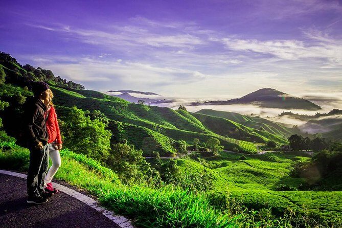 Full-day Cameron Highlands Day Trip from Kuala Lumpur - The Realities of the Tour: What Travelers Say