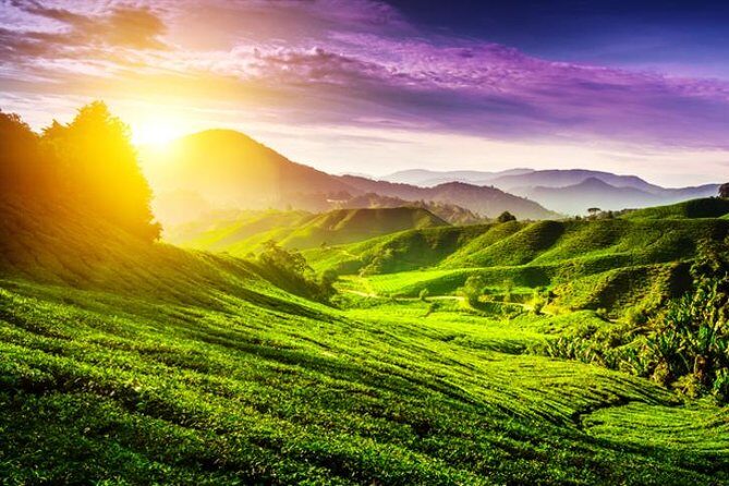 Full-day Cameron Highlands Day Trip from Kuala Lumpur - Frequently Asked Questions