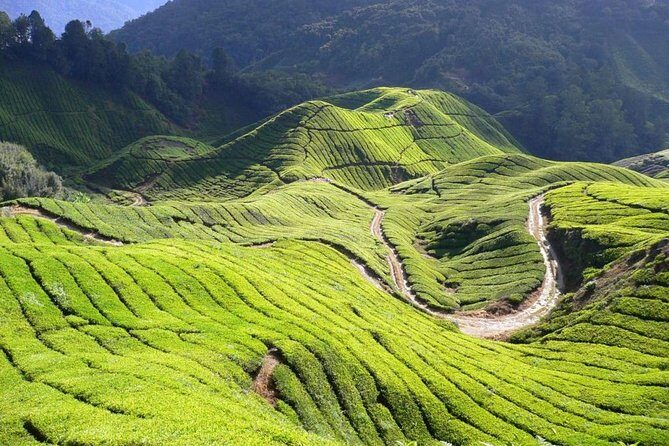 Full Day Cameron Highlands Nature Tour - Who Will Love This Tour?