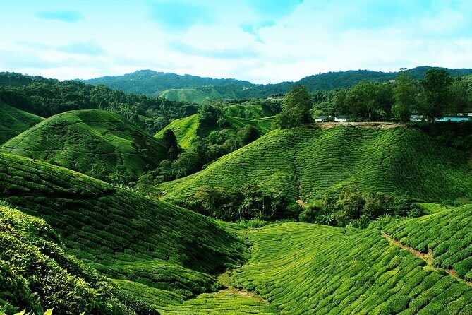 Full Day Cameron Highlands Nature Tour - Frequently Asked Questions