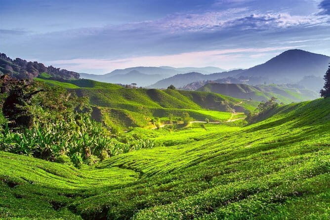 Full-day Cameron Highlands Tour - An In-depth Look at the Cameron Highlands Full-day Tour