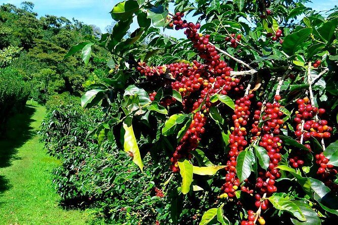 Full Day Car Tour Excursion Dalat ( Minimum 4 guest) - Who Will Love This Tour?