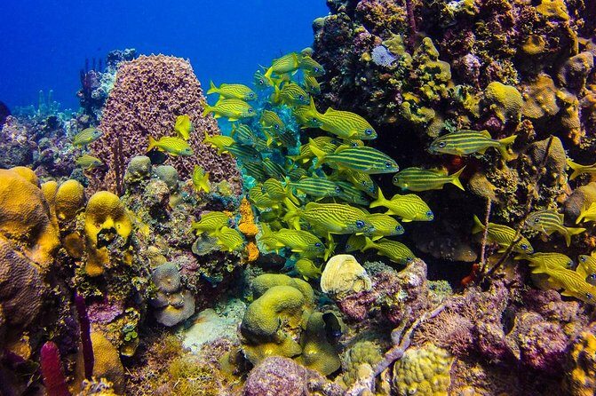 Full-Day Catalina Island Scuba Diving Tour from Punta Cana - Practical Details and Tips