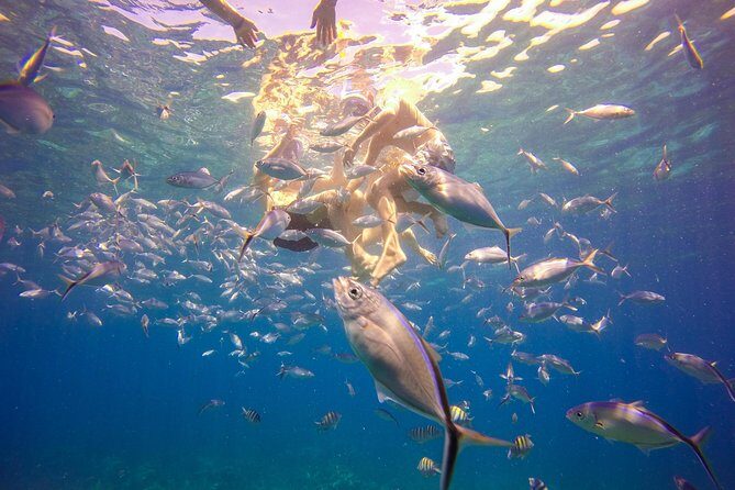 Full-Day Catalina Island Snorkeling Tour from Bavaro - Who Will Love This Tour?