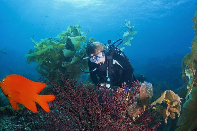 Full Day Catalina Island With Scuba Diving - Key Points