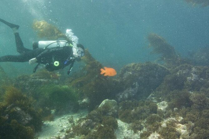 Full Day Catalina Island With Scuba Diving - Why You’ll Love the Catalina Island Tour