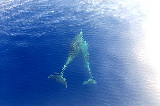 Full day catamaran tour in Alghero - The Sum Up