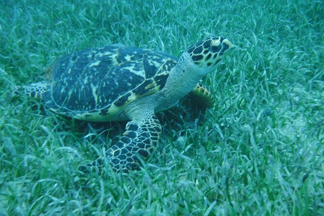 Full Day Charter from Fajardo to Culebra - The Value and Who It’s Best For