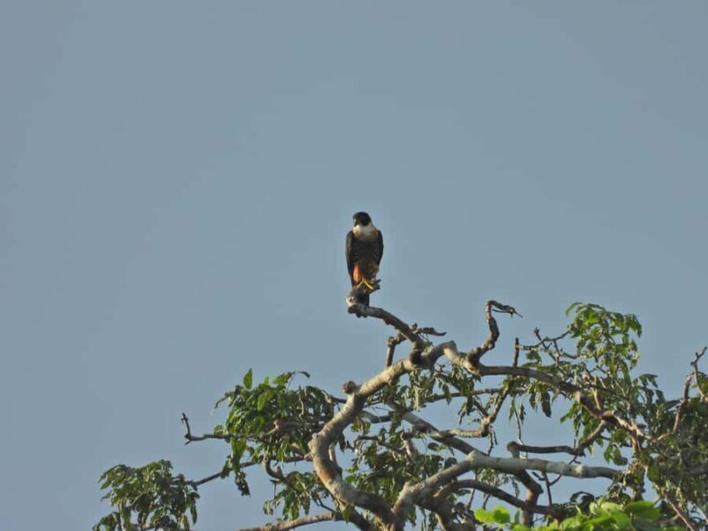 Full day Chuncho macaw clay lick ( big and colorful macaws) - Discover the Vibrant World of the Chuncho Macaw Clay Lick