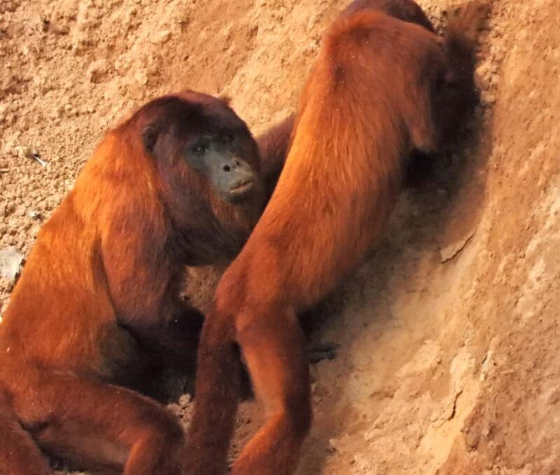 Full day Chuncho macaw clay lick ( big and colorful macaws) - Key Points