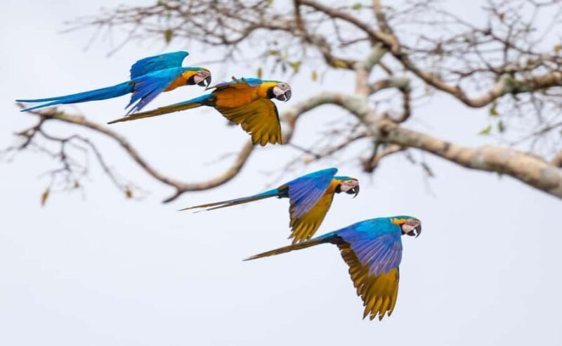 Full day Chuncho macaw clay lick ( big and colorful macaws) - Practicalities and Value