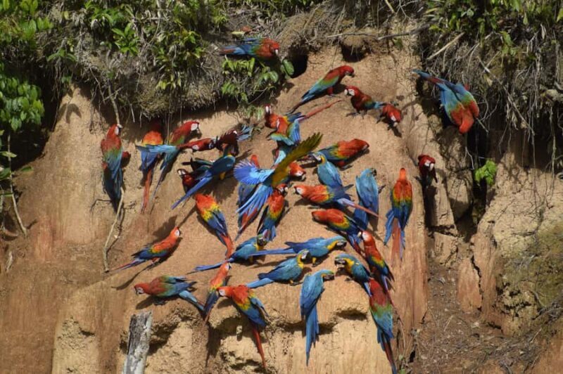 Full day Chuncho macaw clay lick ( big and colorful macaws) - Who Should Consider This Tour?