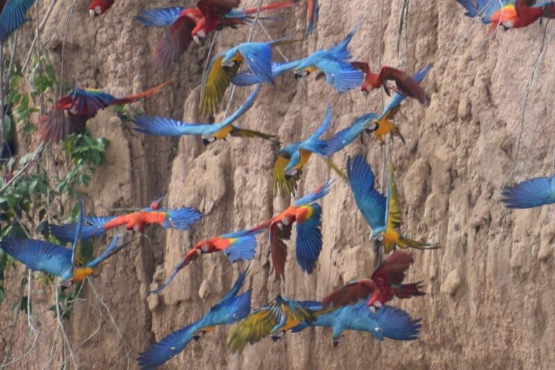 Full day Chuncho macaw clay lick ( big and colorful macaws) - FAQs