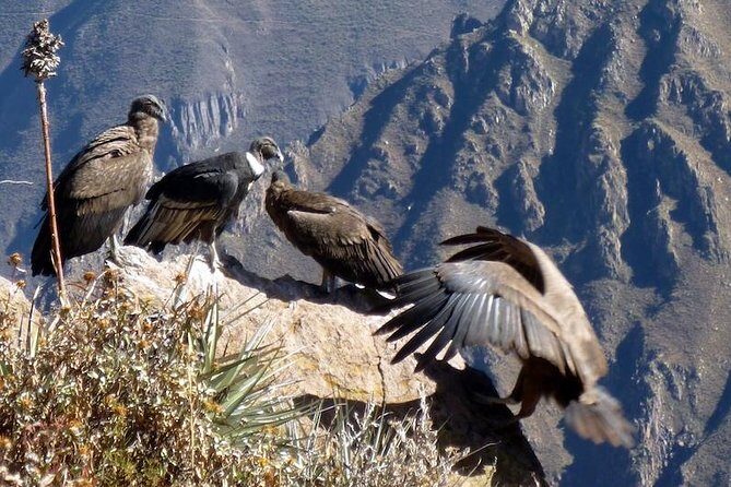 Full day Colca Canyon tour from Arequipa - FAQ