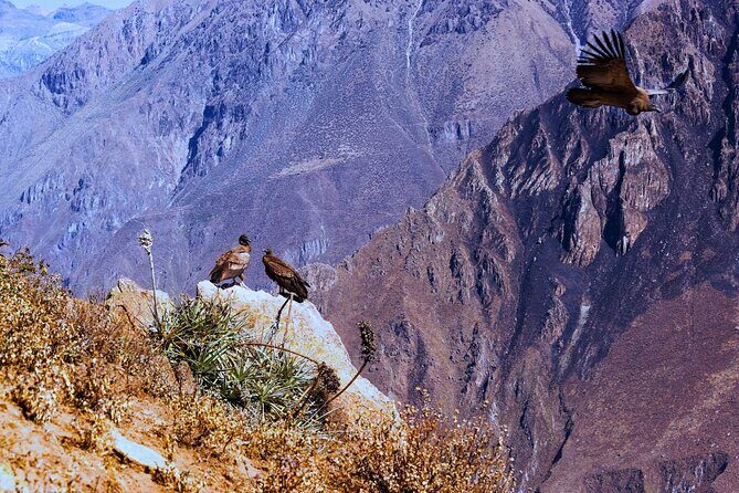 Full-Day Colca Canyon Tour with Lunch - Frequently Asked Questions