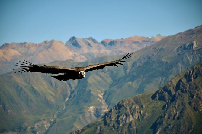 Full day Colca Canyon with Entrances from Arequipa - Key Points