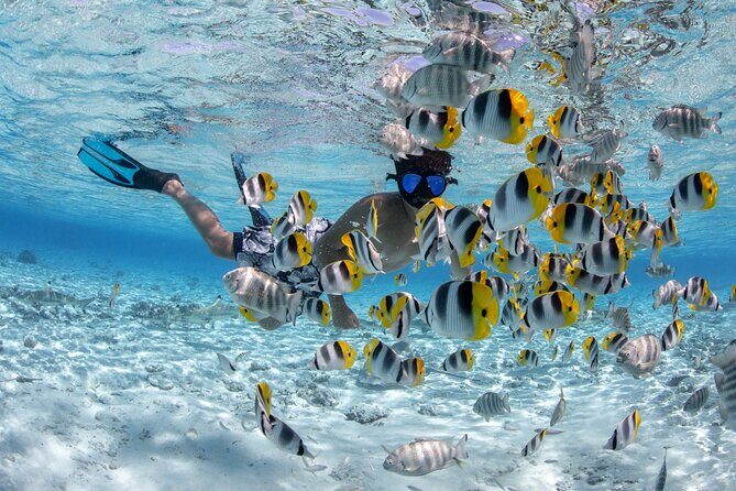Full Day Combo Snorkeling with Buffet and Bora Bora ATV Tour - An In-Depth Look at the Bora Bora Combo Tour