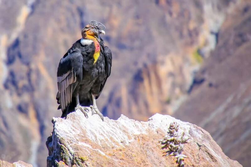 Full-Day Condor Viewpoint & Inca Sites Tour - A Deep Dive into the Experience