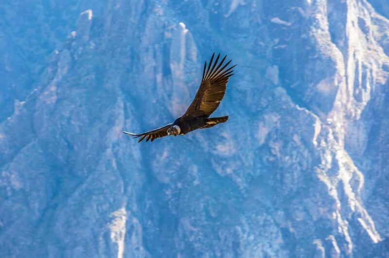 Full-Day Condor Viewpoint & Inca Sites Tour - The Sum Up: A Day of Wonder in the Andes