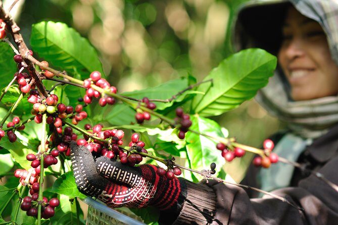 Full Day Crossing the Bolaven Plateau - The Full Picture: What to Expect