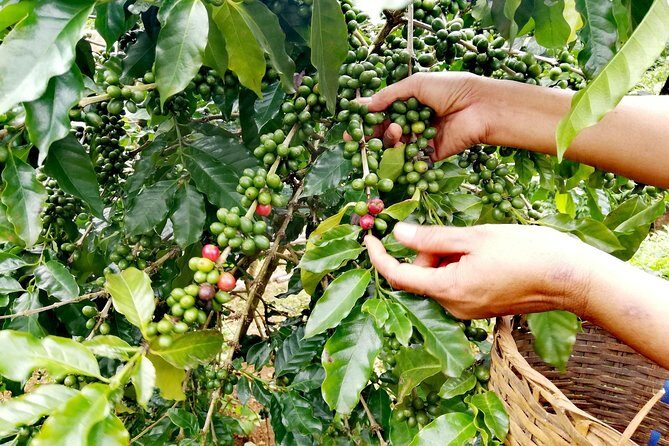 Full Day Crossing the Bolaven Plateau - FAQ