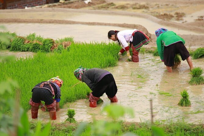 Full Day Cultural Tour in Sapa Terraces - Exploring Sapa’s Ethnic Villages and Terraced Landscapes
