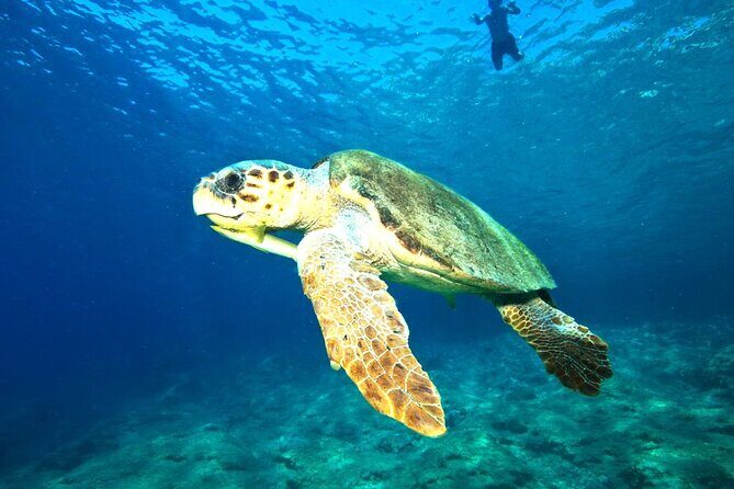 Full Day Dalyan (Turtle Beach) From Bodrum - Returning to Bodrum: A Day Well Spent