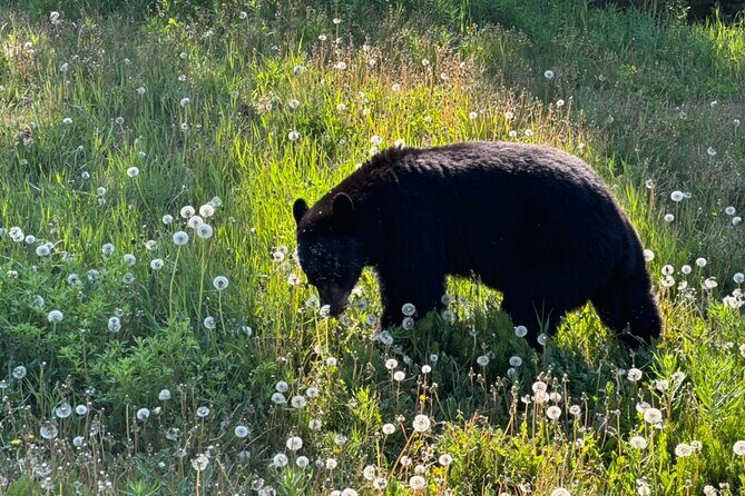 Full Day Emerald Lake Tour with or without Huskies - An In-Depth Look at the Full Day Emerald Lake Tour