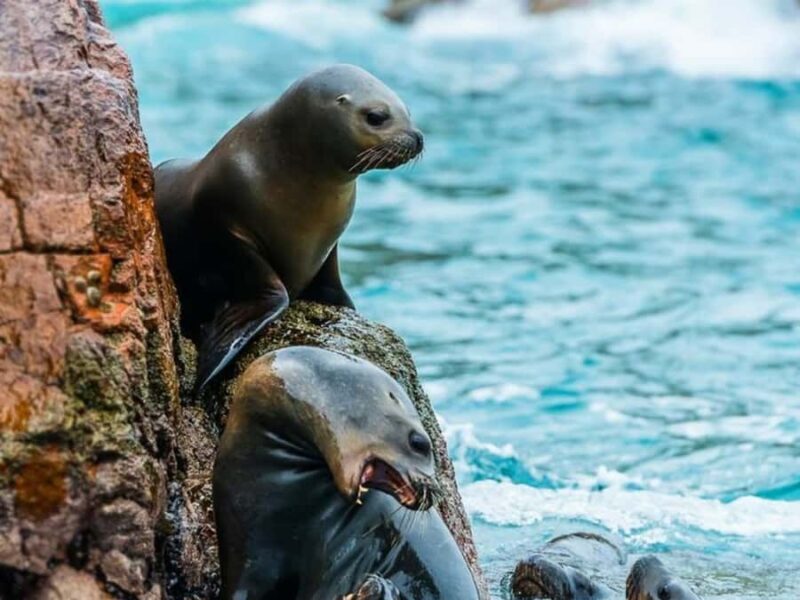 Full Day Exclusive Service from Lima: Visit Paracas and Huacachina - Frequently Asked Questions