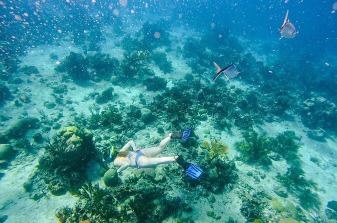 Full-Day Excursion to Discover Catalina Island with Lunch Option - FAQ