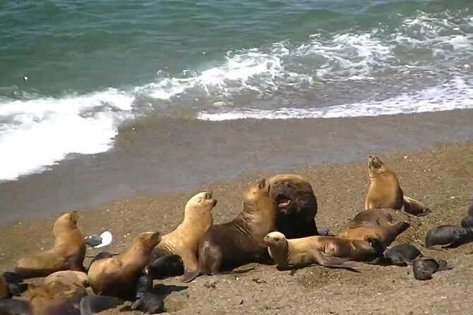 Full day excursion to Pedral, Guided visit to the Penguin Colony and countryside day with lunch - Why This Tour Stands Out